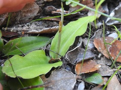 Habenaria arenaria