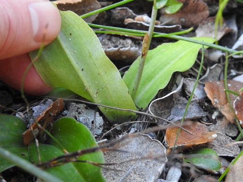 Image of Habenaria arenaria by (c) Matthew Fainman, some rights reserved (CC BY)