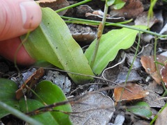Habenaria arenaria