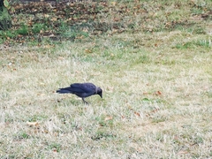 Corvus monedula