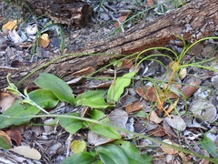 Habenaria arenaria
