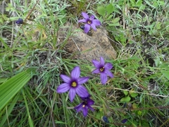 Sisyrinchium scabrum