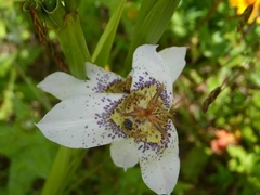 Tigridia mariaetrinitatis