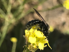 Andrena pilipes