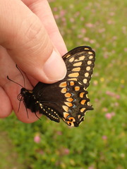 Papilio brevicauda bretonensis