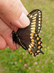 Papilio brevicauda bretonensis