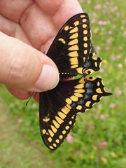 Papilio brevicauda bretonensis
