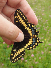 Papilio brevicauda bretonensis