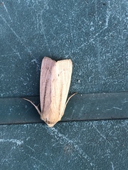 Mythimna pallens