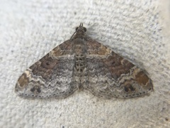 Xanthorhoe spadicearia
