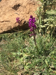 Orchis quadripunctata