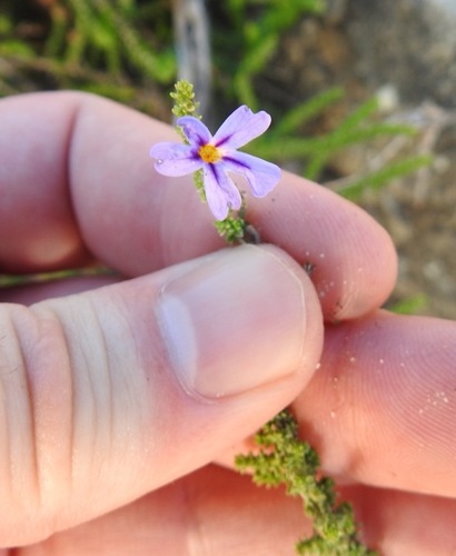 Image of Jamesbrittenia microphylla by (c) Matthew Fainman, some rights reserved (CC BY)