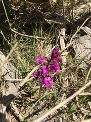 Orchis quadripunctata