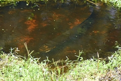 Heterotis niloticus
