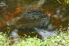 Heterotis niloticus