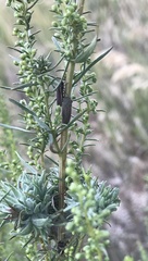 Cuerna striata