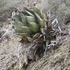 Agave sebastiana