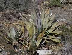 Agave sebastiana