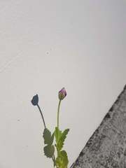 Papaver somniferum somniferum