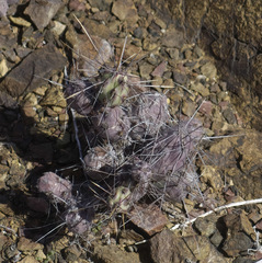 Cylindropuntia cedrosensis