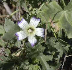 Malva pacifica
