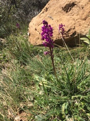 Orchis quadripunctata