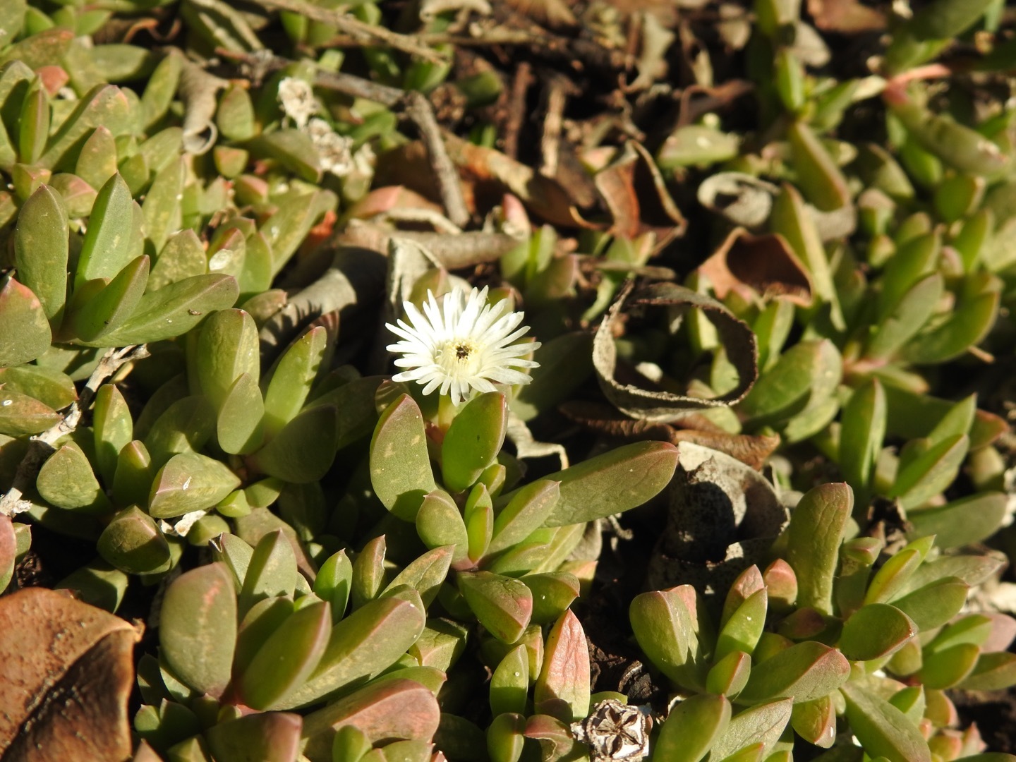 Delosperma litorale