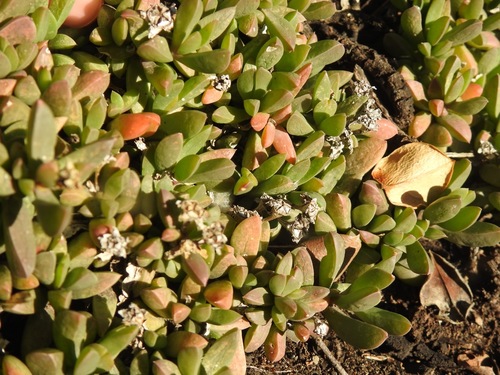 Image of Delosperma litorale by (c) Matthew Fainman, some rights reserved (CC BY)