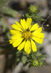Deinandra streetsii