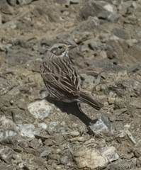 Passerculus sandwichensis sanctorum