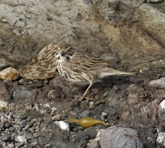 Passerculus sandwichensis sanctorum