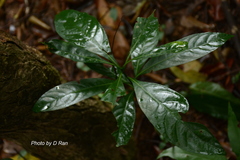 Psychotria asiatica