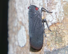 Acraephia perspicillata