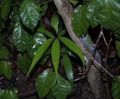 Zamia standleyi
