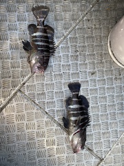 Hyporthodus ergastularius