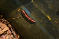 Helicorthomorpha