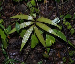 Zamia standleyi