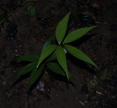 Zamia standleyi