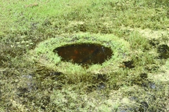 Heterotis niloticus