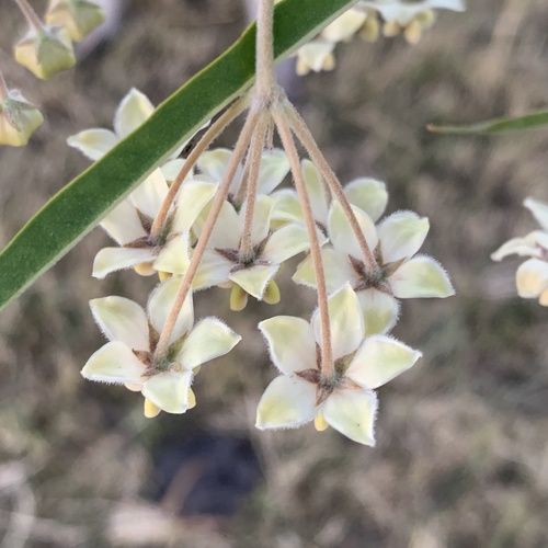 Narrow-leaf Cotton Bush