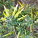 Styphelia viridis - Photo (c) philzoe, osa oikeuksista pidätetään (CC BY-NC), lähettänyt philzoe