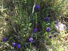 Muscari commutatum