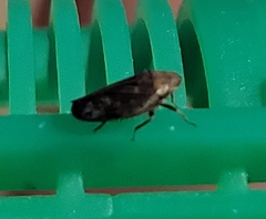 Negosiana dualis