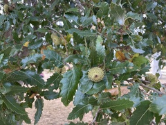 Quercus trojana