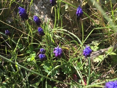 Muscari commutatum