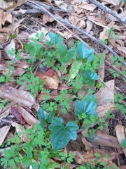 Dioscorea bryoniifolia