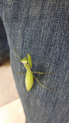 Mantis religiosa
