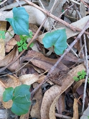 Dioscorea bryoniifolia