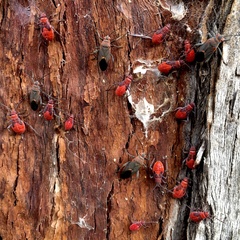 Leptocoris mitellatus