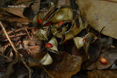 Adenanthera